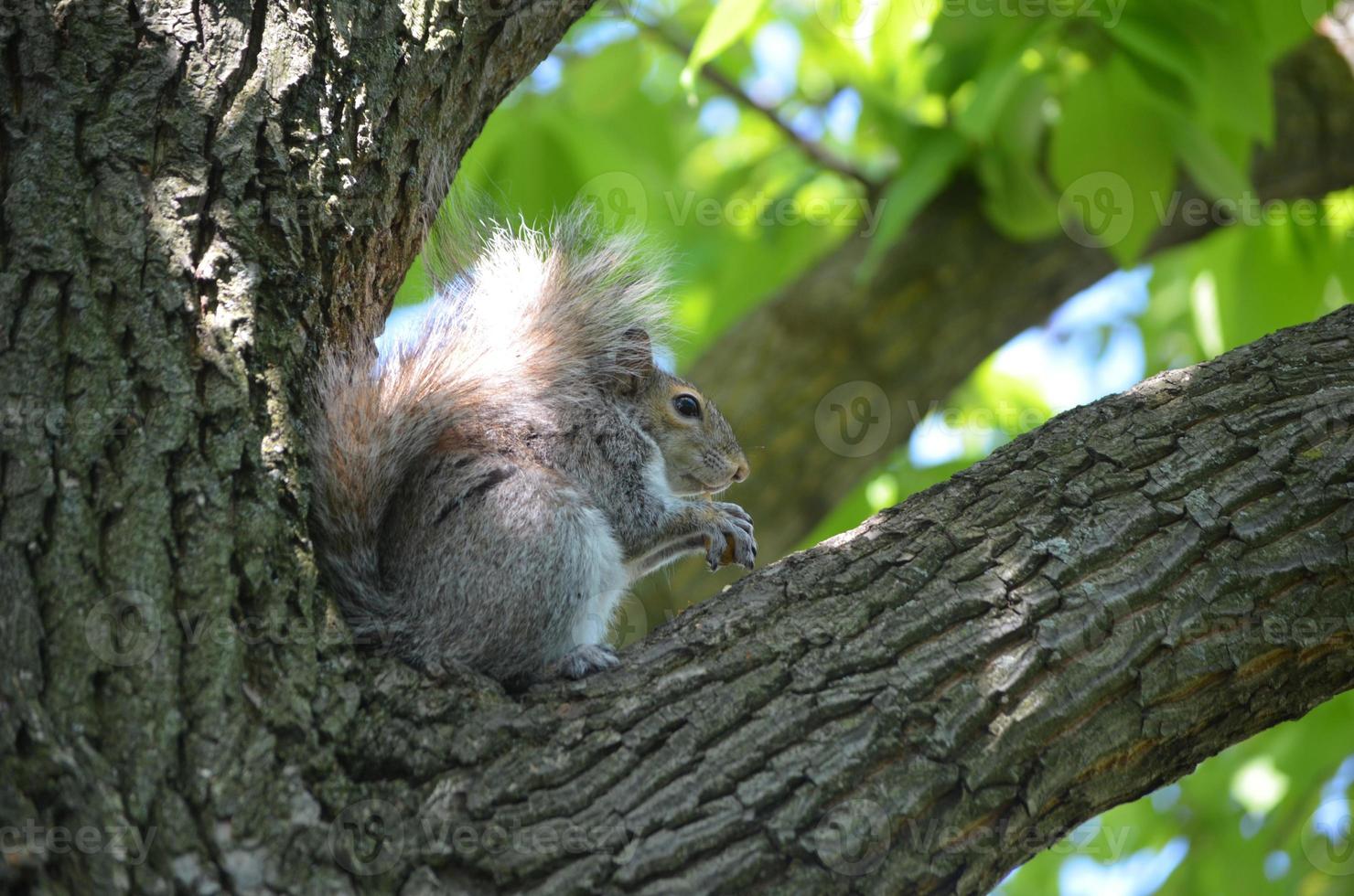 schönes Eichhörnchen, das in einem Baum sitzt foto