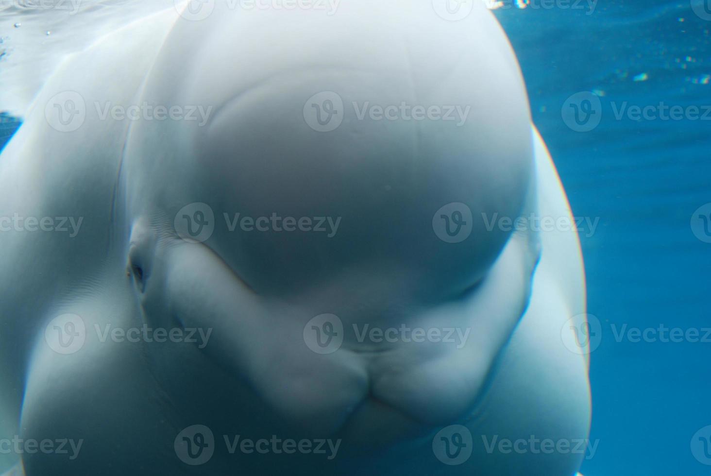 Erstaunlicher Blick aus der Nähe auf den Beluga-Wal unter Wasser foto