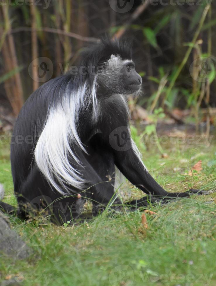 langen Mantel über den Rücken eines Colobus-Affen foto