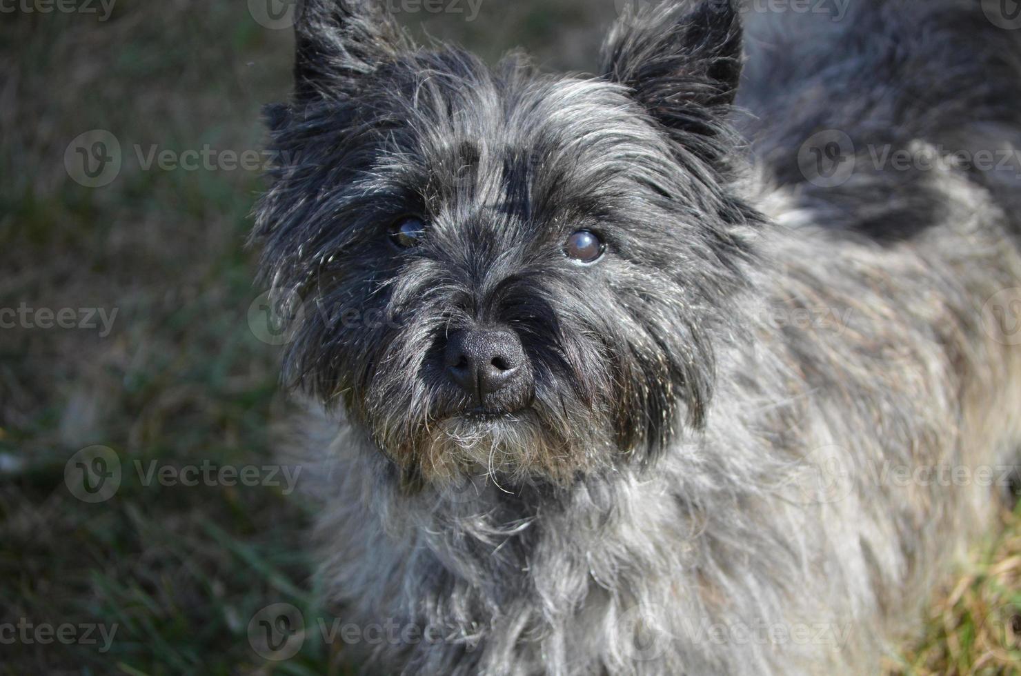 Cairn-Terrier-Hund mit süßem Gesicht foto