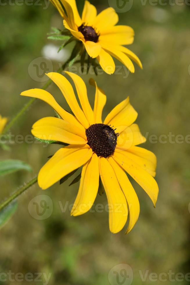 atemberaubende blühende schwarzäugige susan-blumenblüte foto