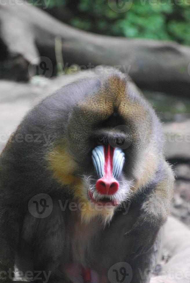 Reifer erwachsener Mandrill-Affe mit bunten Markierungen foto