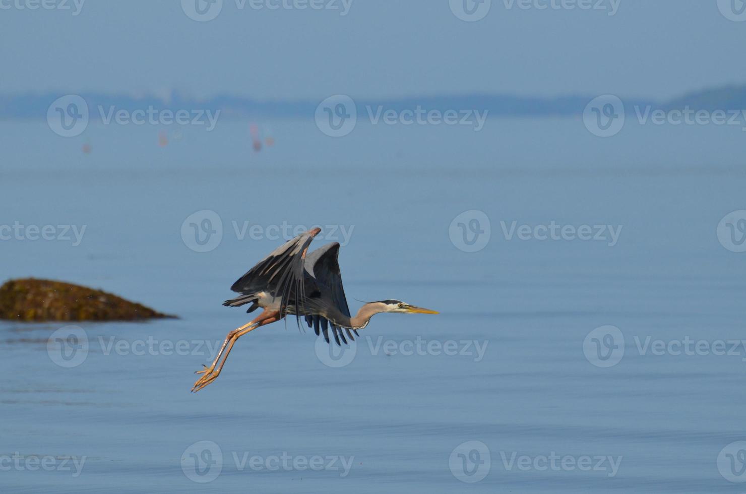 Wunderschöner Graureiher im Flug über Casco Bay foto