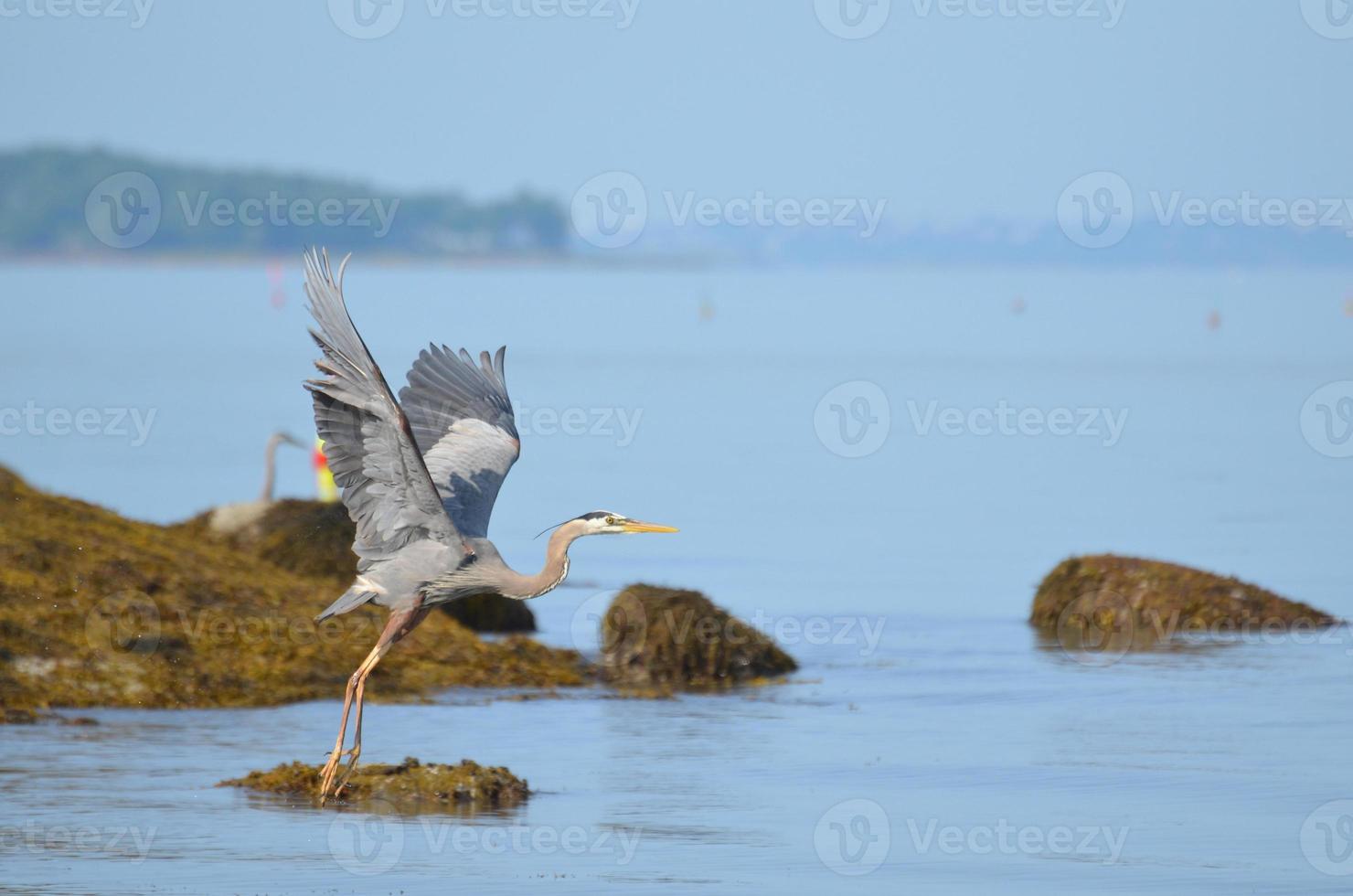 Erstaunlich ausgebreitete Flügel des Graureihers foto