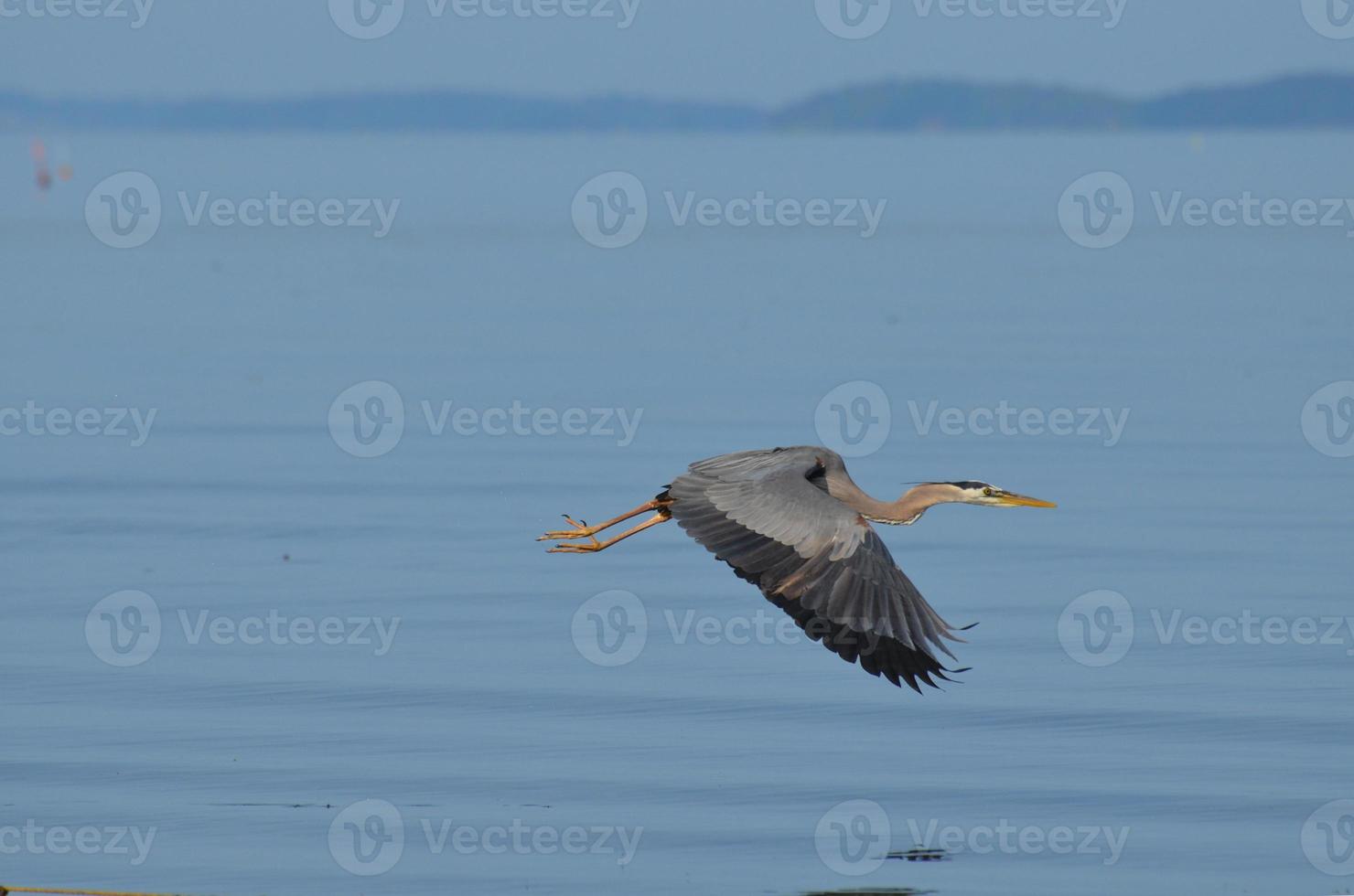 Flügel breiteten sich auf einem Graureihervogel aus foto