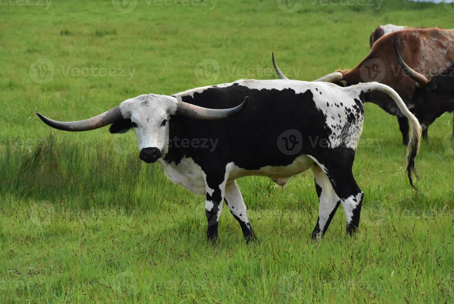 Herde Longhorn-Kühe auf einer Grasweide foto