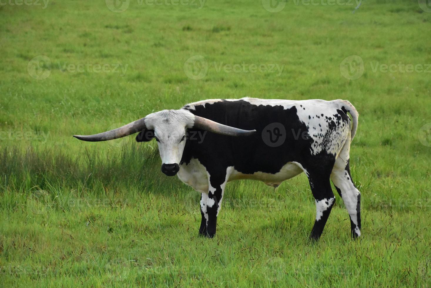 Atemberaubender weißer und schwarzer Longhorn-Stier auf einem Feld foto