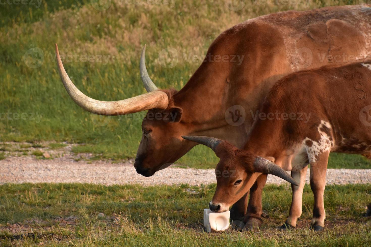 Mama und Baby Longhorn Ochsen mit einem Leckstein foto