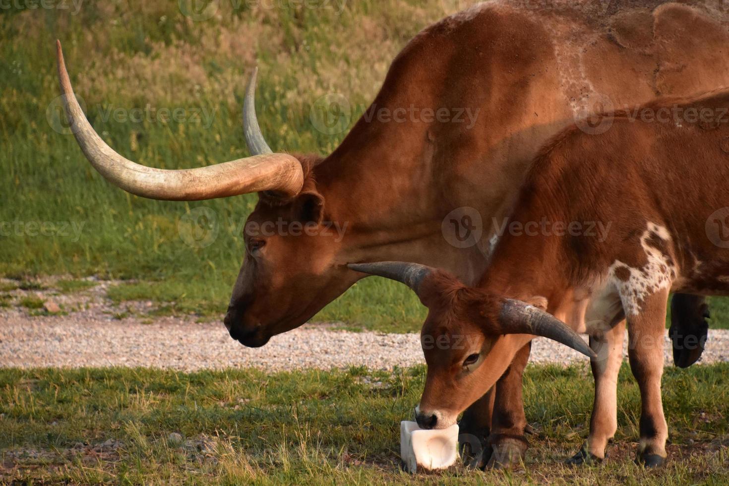 entzückendes Paar Longhorn-Kühe mit einem Salzleckstein foto