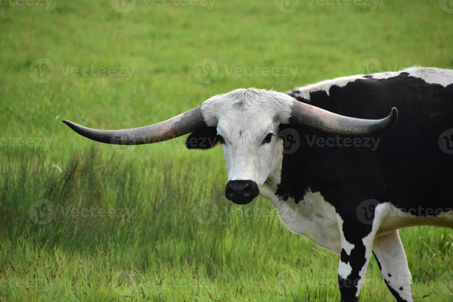 Weißer und schwarzer Longhorn-Stier aus nächster Nähe foto