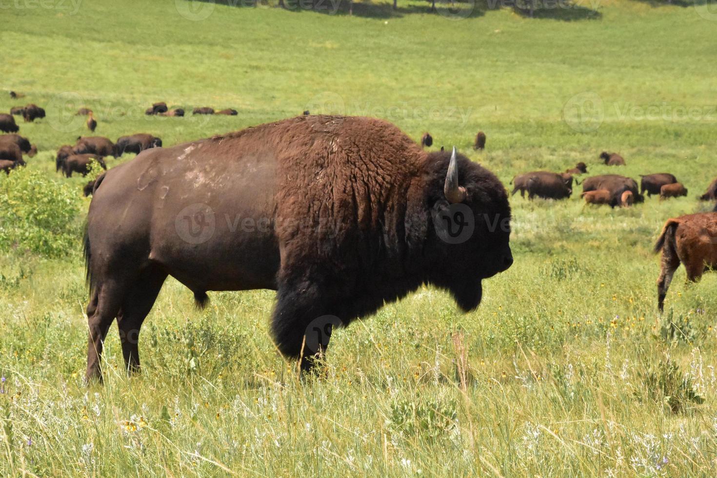große Herde amerikanischer Büffel auf einem Feld foto