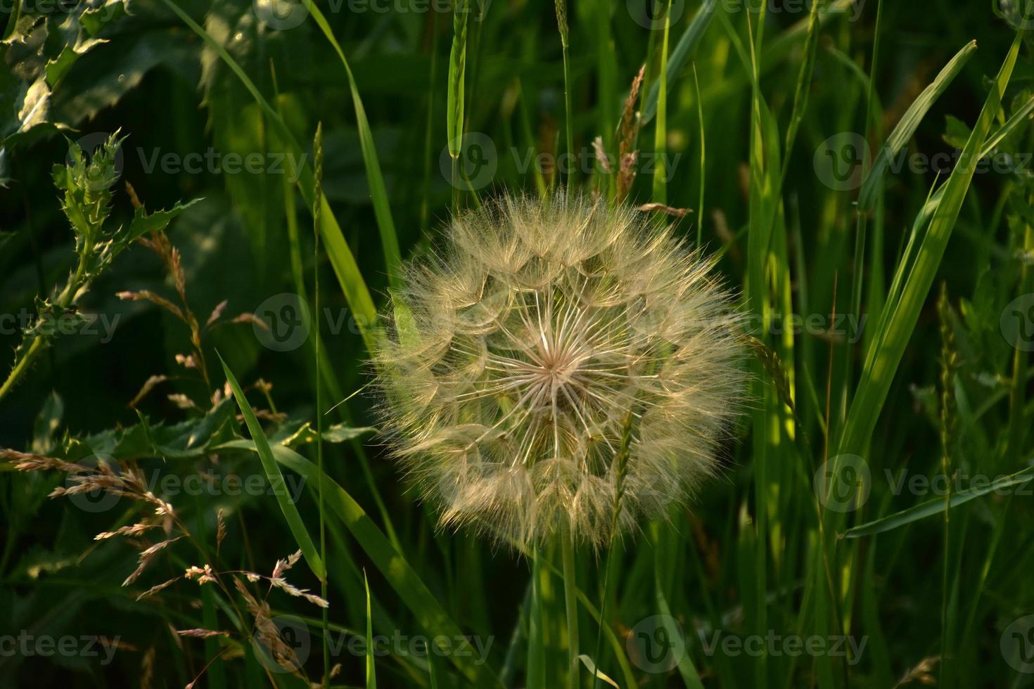 Löwenzahn wird im Sommer Samen foto