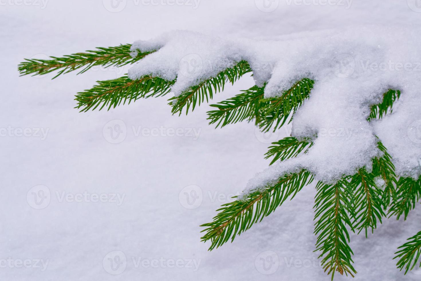 gefrorener Winterwald mit schneebedeckten Bäumen. foto