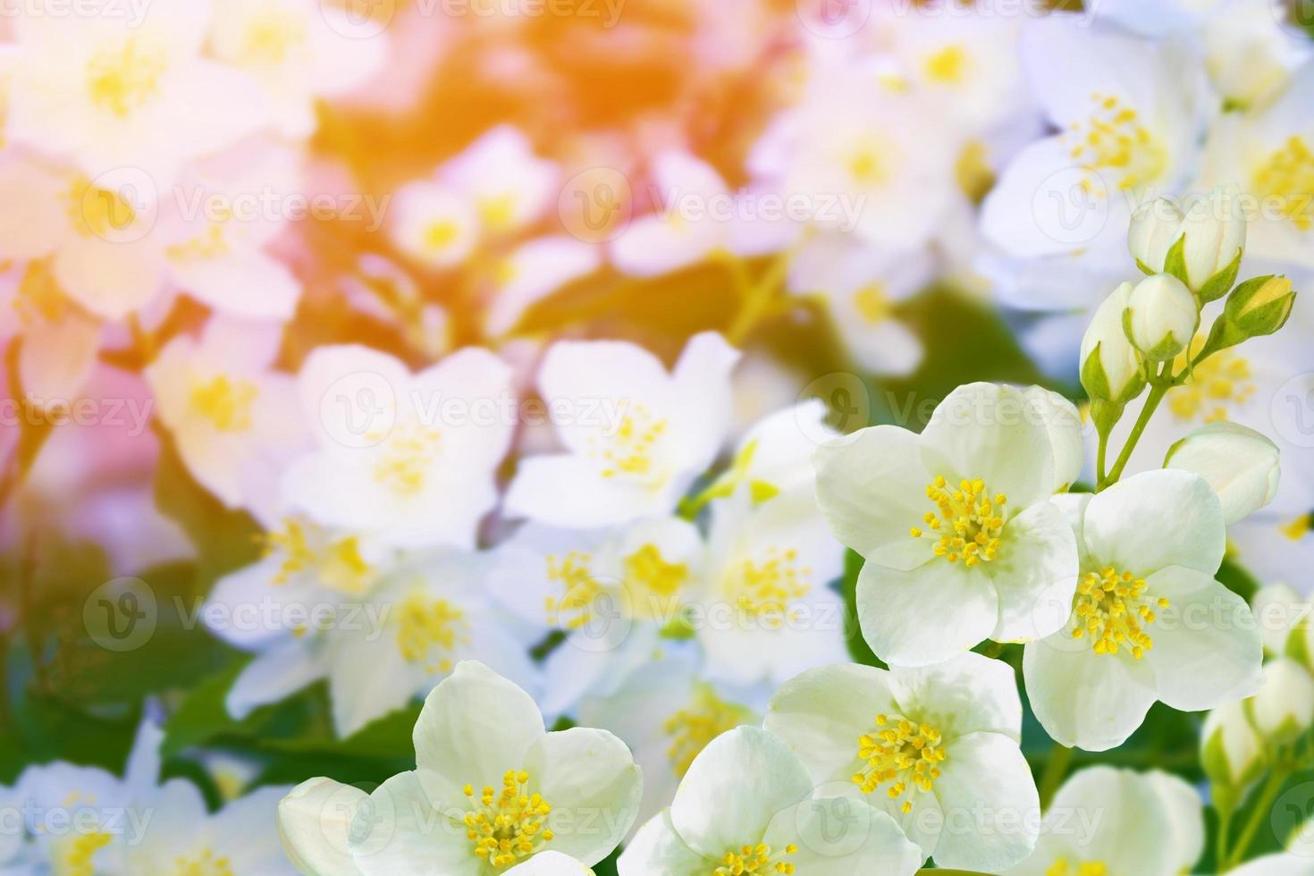 weißer jasmin der zweig zarte frühlingsblumen foto