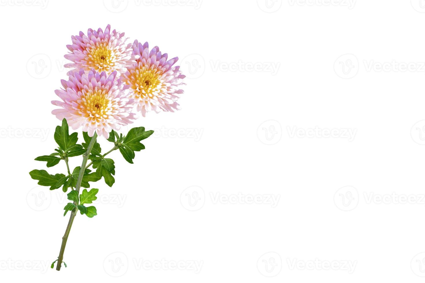 bunte Herbstblumen von Chrysanthemen foto