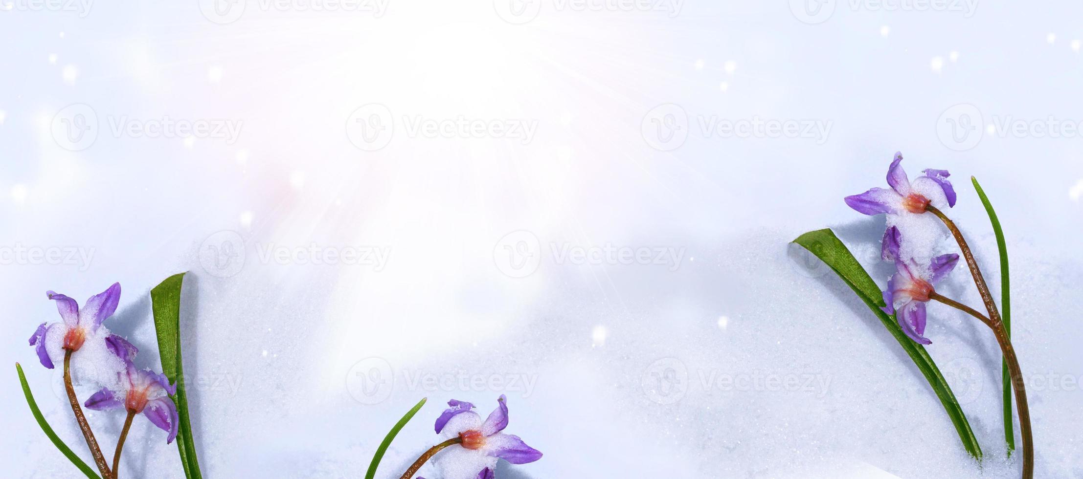 Schneeglöckchen-Blume wächst im Schnee im Vorfrühlingswald foto