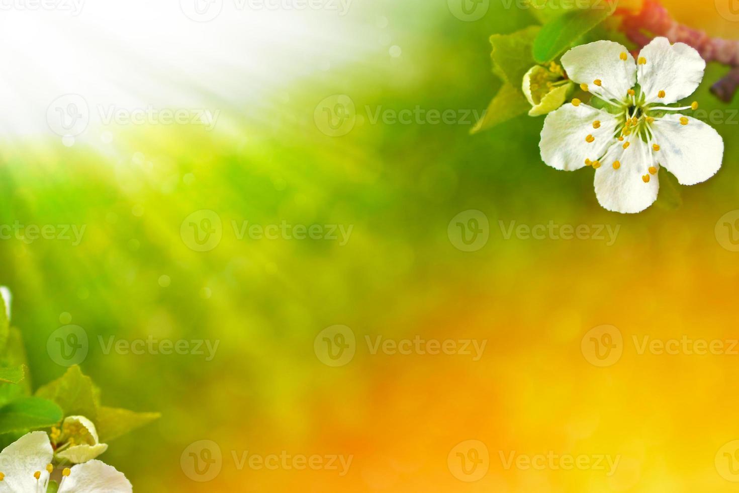 blühende Zweigkirsche. leuchtend bunte Frühlingsblumen foto