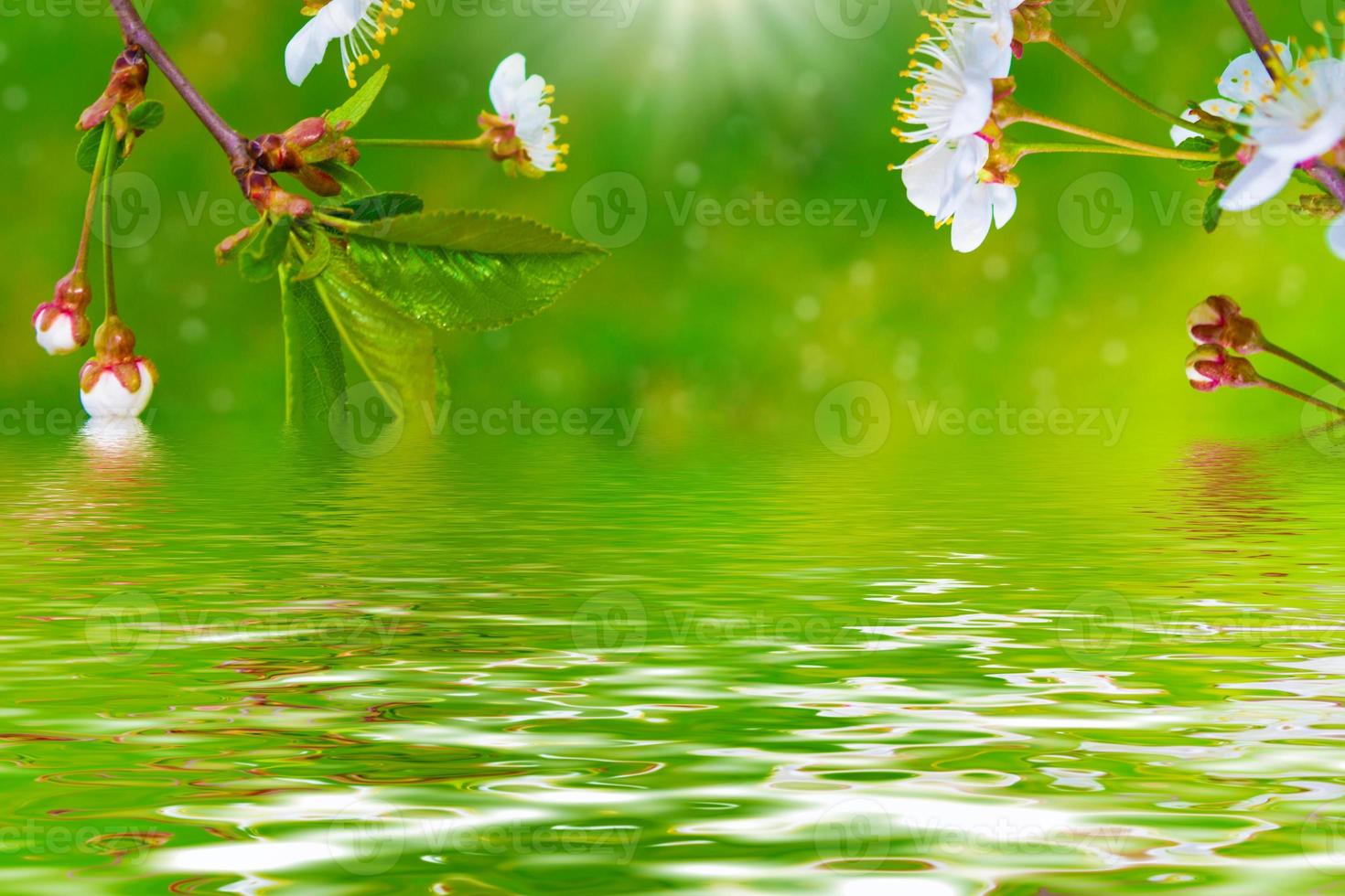 blühende Zweigkirsche. leuchtend bunte Frühlingsblumen foto