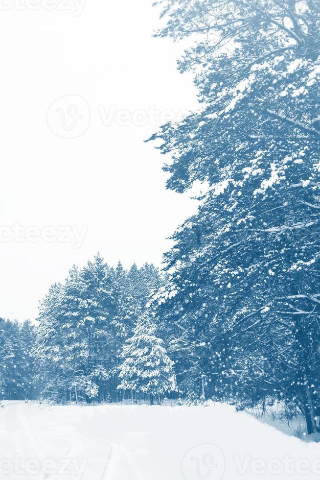 gefrorener Winterwald mit schneebedeckten Bäumen. foto