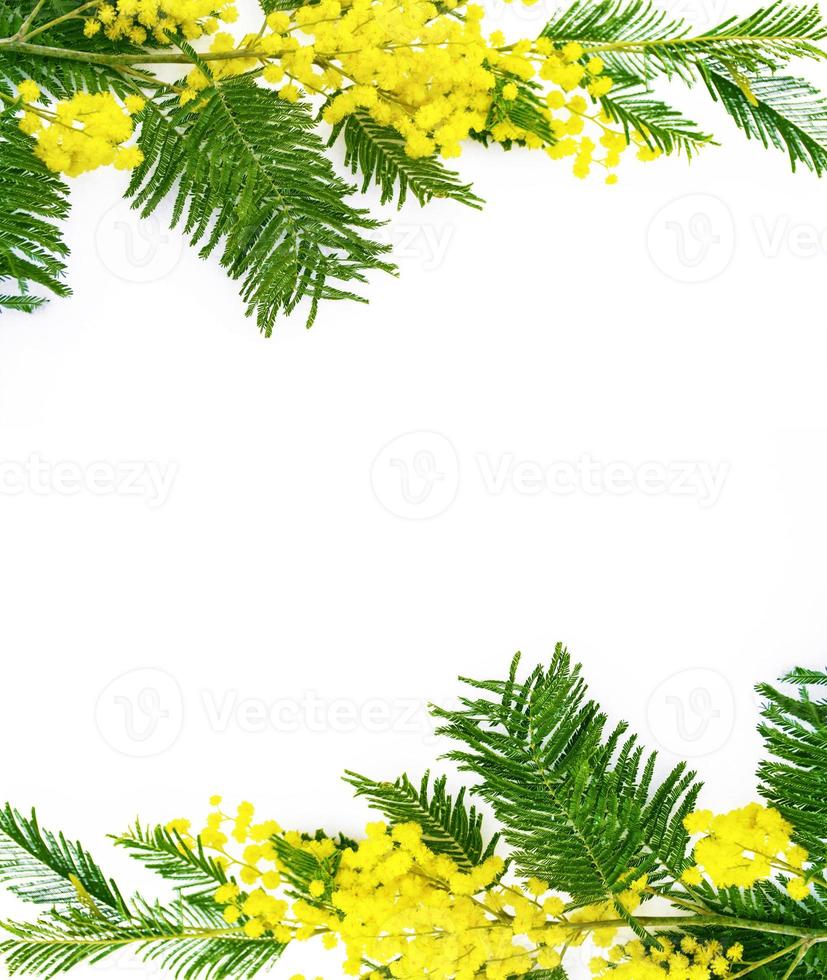 Strauch mit gelben Frühlingsblumen Mimosen isoliert auf weißem Hintergrund. foto
