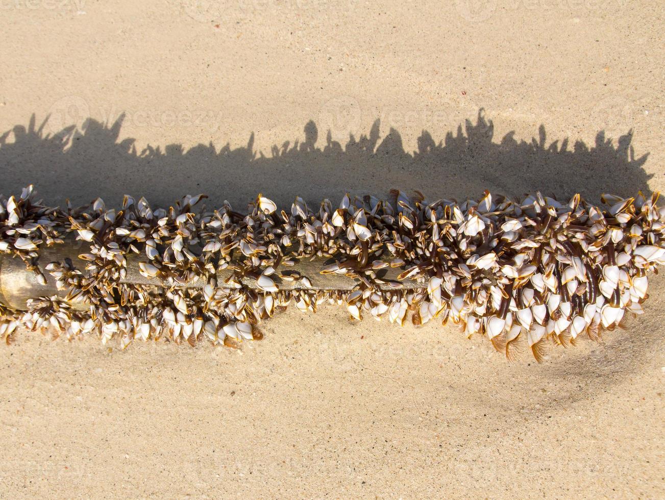 Schwanenhalsseepocken auf Sand foto