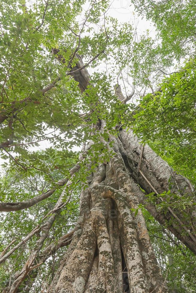 unter einem großen grünen Baum eines riesigen Regenwaldbaums foto