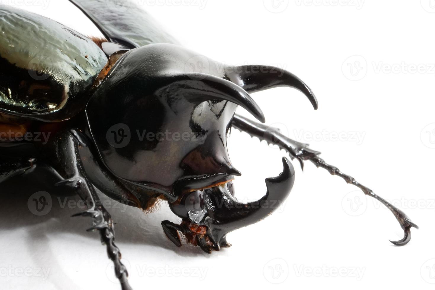 Käfer Chalcosoma Caucasus auf weißem Hintergrund foto