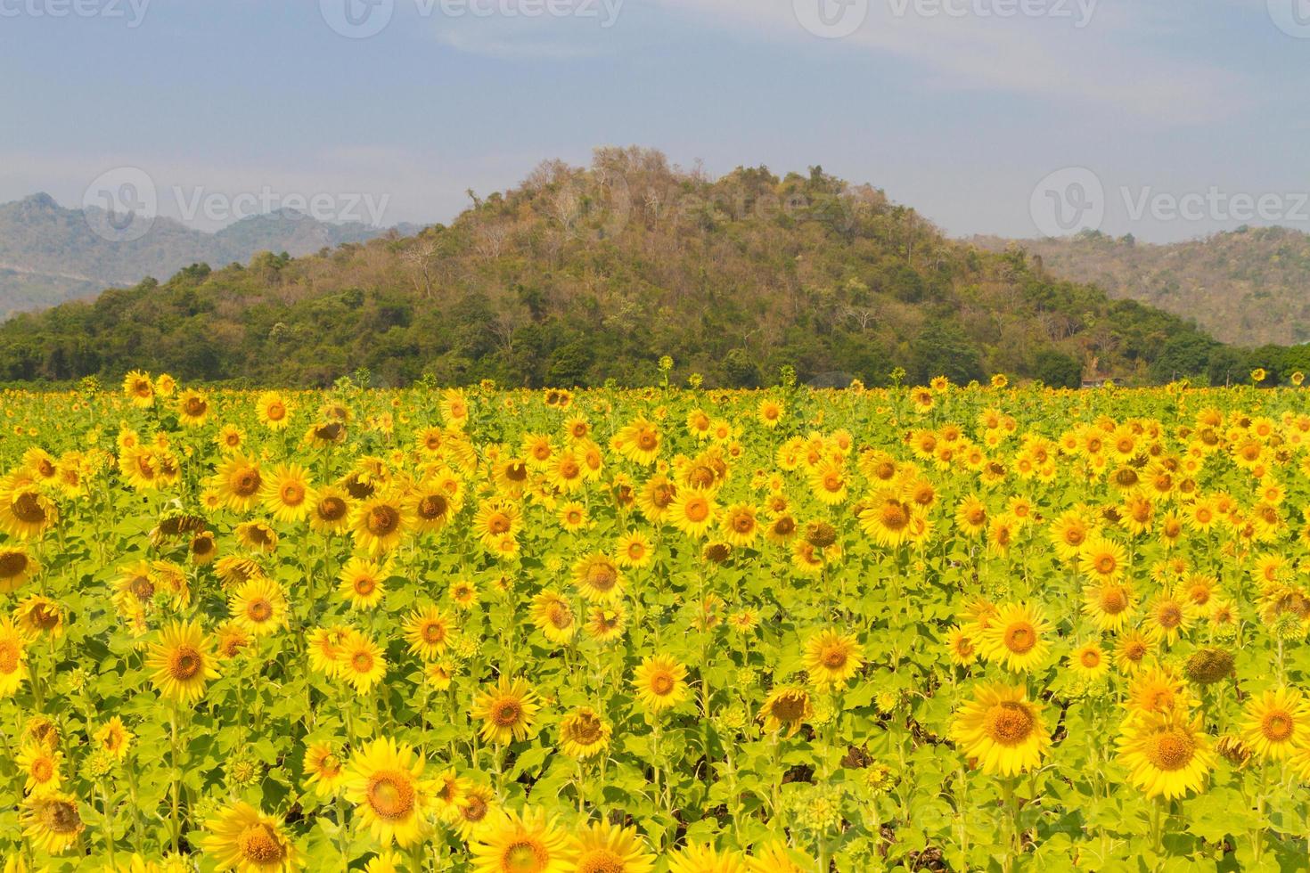 schöne Naturkulisse mit Sonnenblumenfeldern. foto