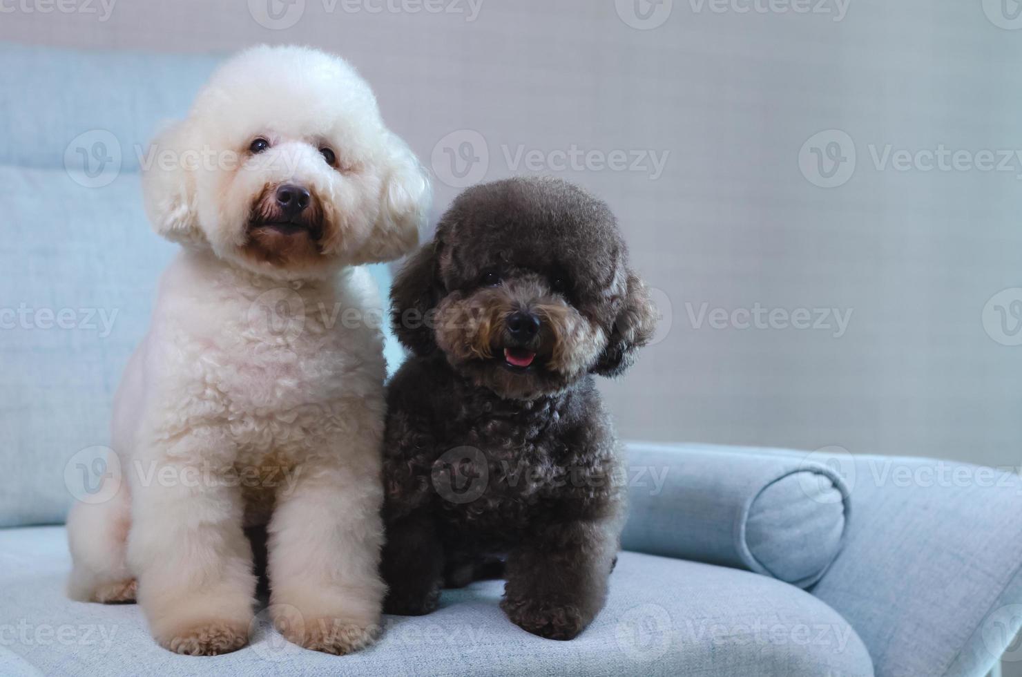 Entzückende lächelnde weiße und schwarze Pudelhunde, die zusammen auf der blauen Couch sitzen und sich entspannen foto