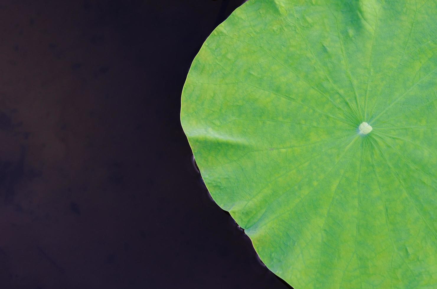 lotusblatt, das auf dunklem wasser für hintergrund und textur schwimmt. foto