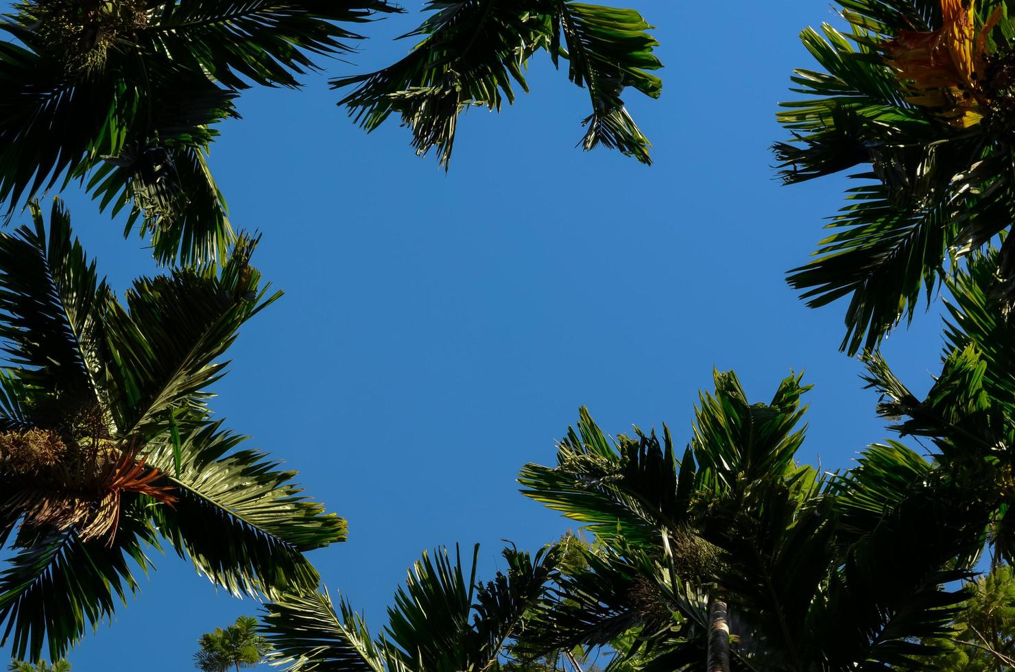 Foto von Areca Catechu-Baum und grünen Blättern.