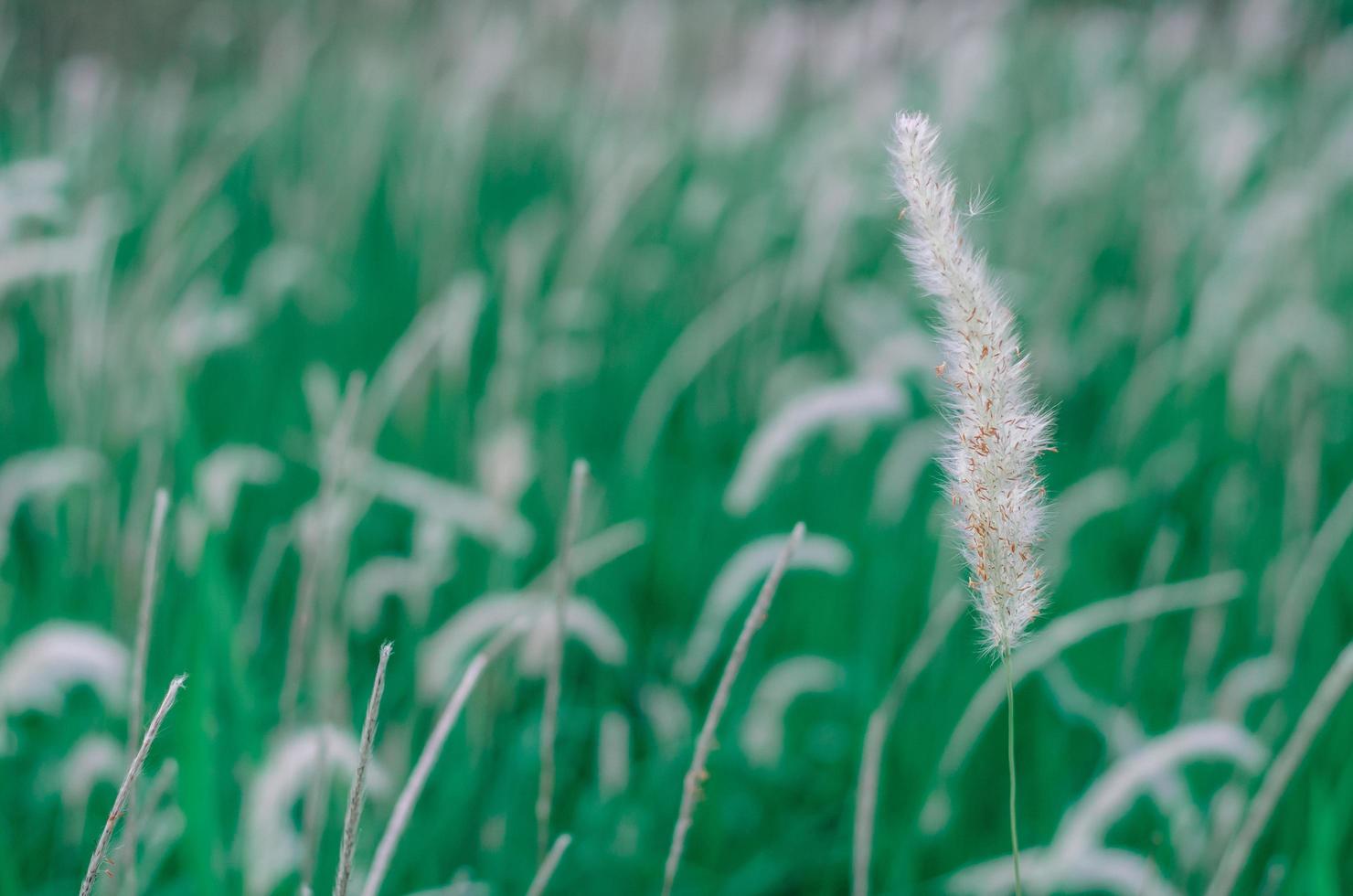 weiße farbe pennisetum polystachion oder missionsgras oder feder pennisetum blume fließt durch den wind foto