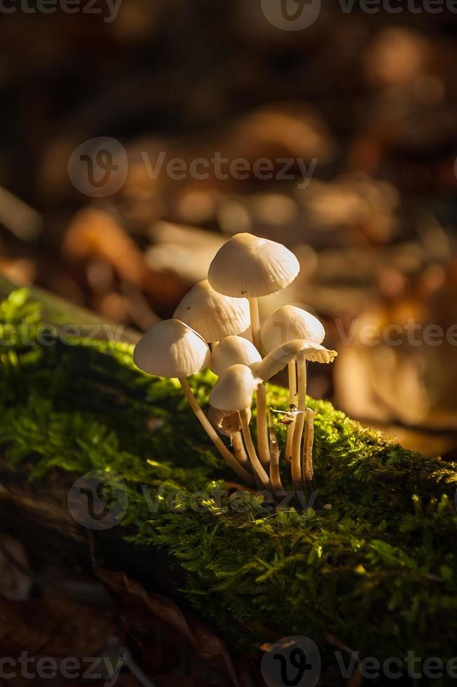 Gruppe von Pilzen foto