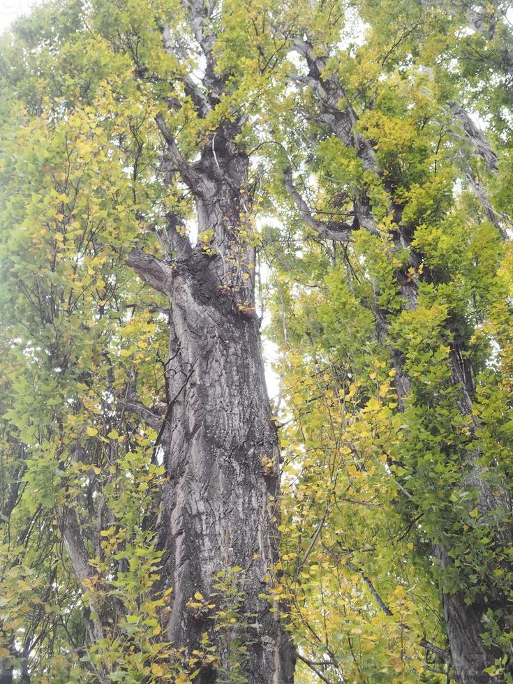 großer Baum im Wald foto