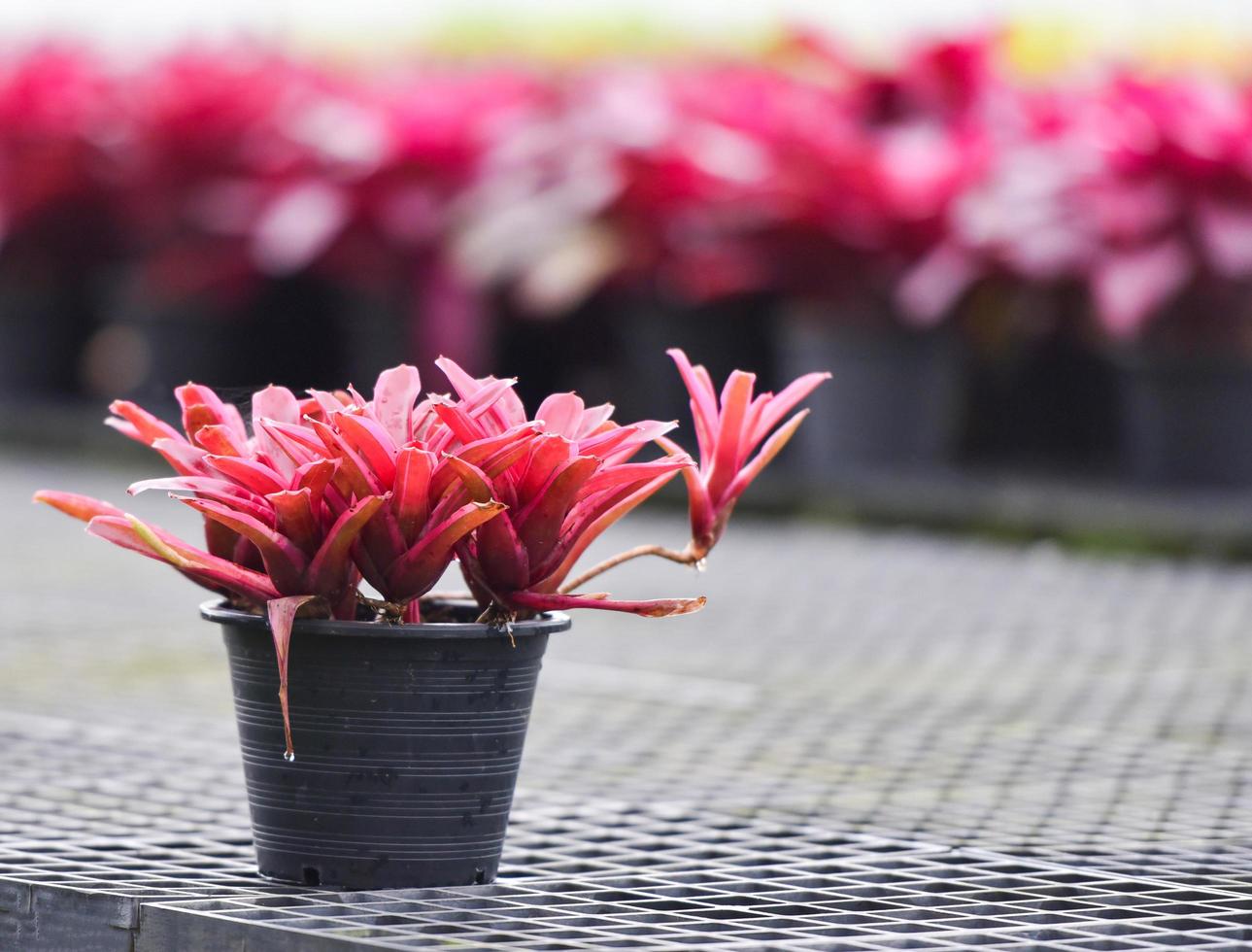 Rote Blätter der Bromelien-Blütenpflanze im Topf im Gewächshaus der Gartenbromelien-Gärtnerei foto