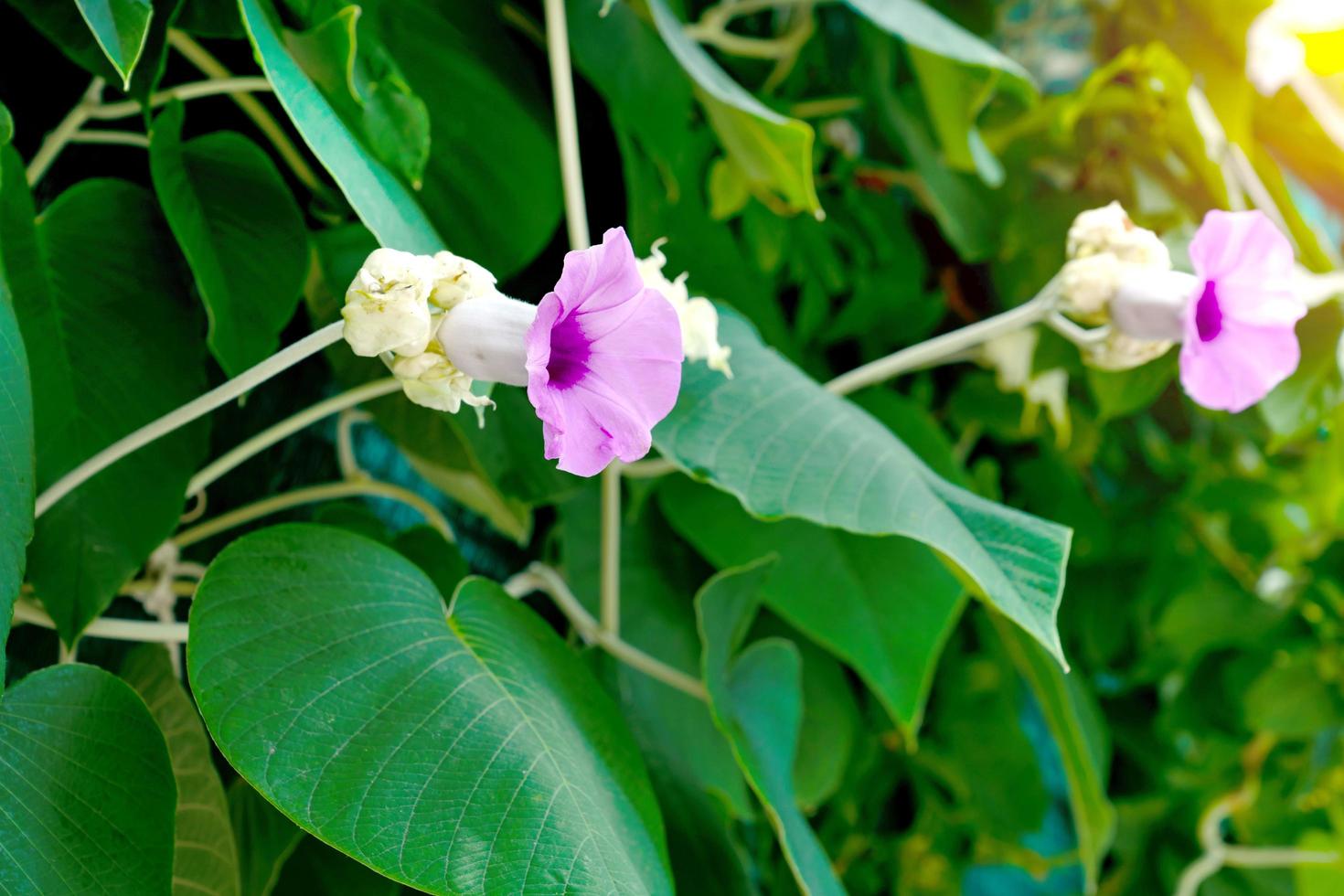grünes Blattmuster, Elefant-Kriechpflanzesilber oder Baby-hawaiianischer Woodrose-Baum im Garten foto