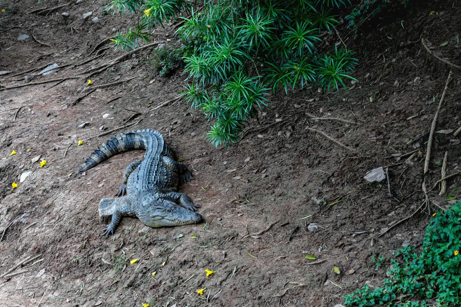 Krokodilfarm in Thailand foto