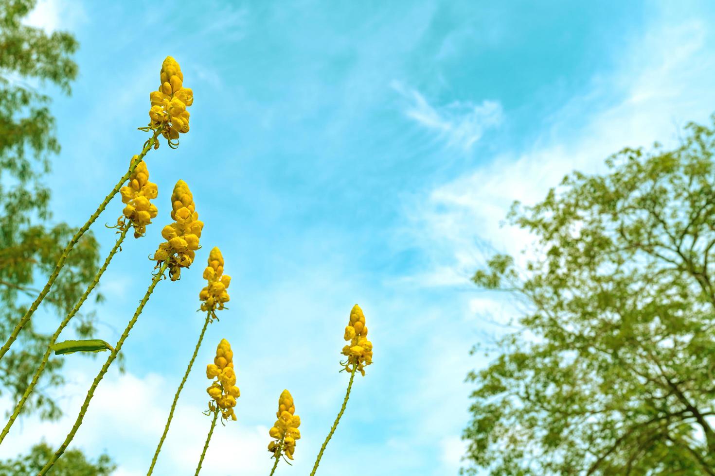 Senna Alata oder Kandelaberbusch oder Acapulo-Blume im Garten foto