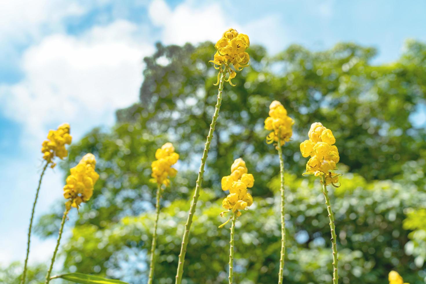 Senna Alata oder Kandelaberbusch oder Acapulo-Blume im Garten foto