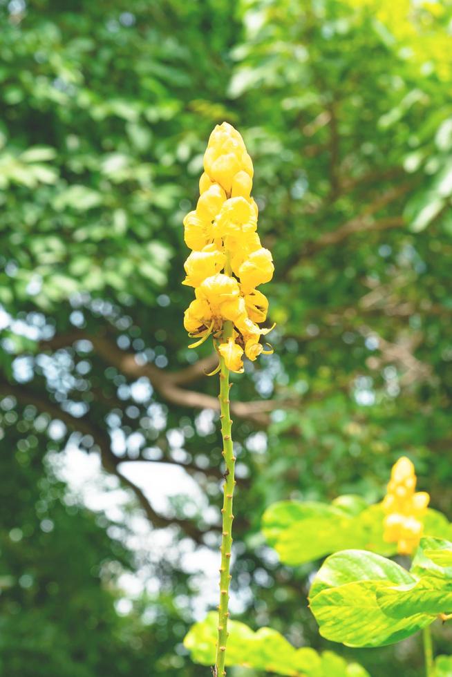 Senna Alata oder Kandelaberbusch oder Acapulo-Blume im Garten foto