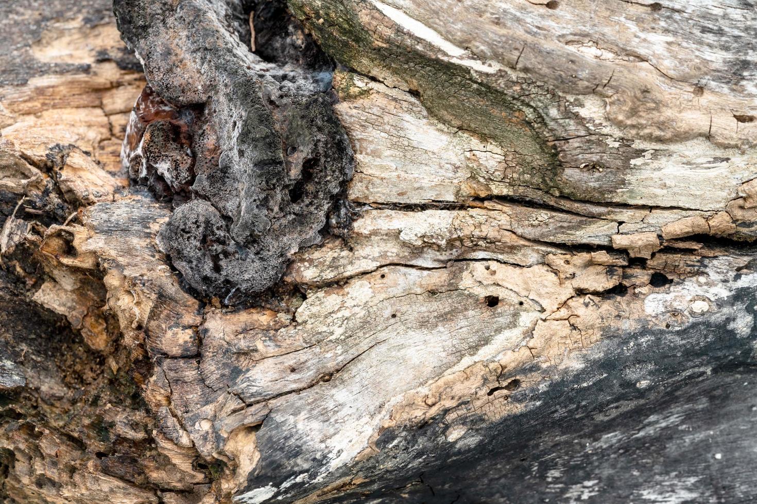 Detailrinde des Baumbeschaffenheitshintergrundes foto