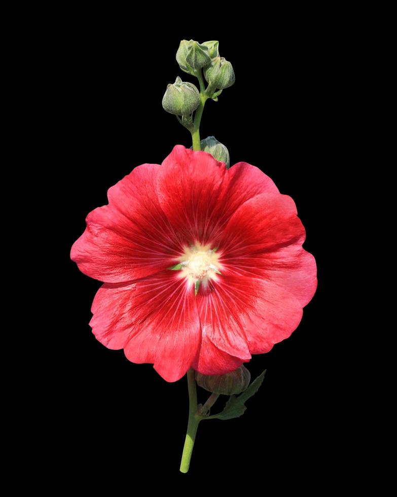 Stockrose oder althaea rosea oder alcea rosea Blume. Schließen Sie herauf roten Blumenstrauß auf dem Stiel, der auf schwarzem Hintergrund lokalisiert wird. foto