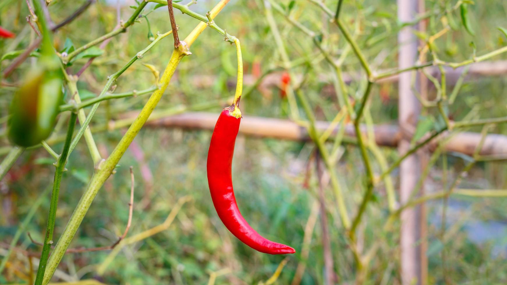 rote Chilischoten auf dem Bauernhof foto