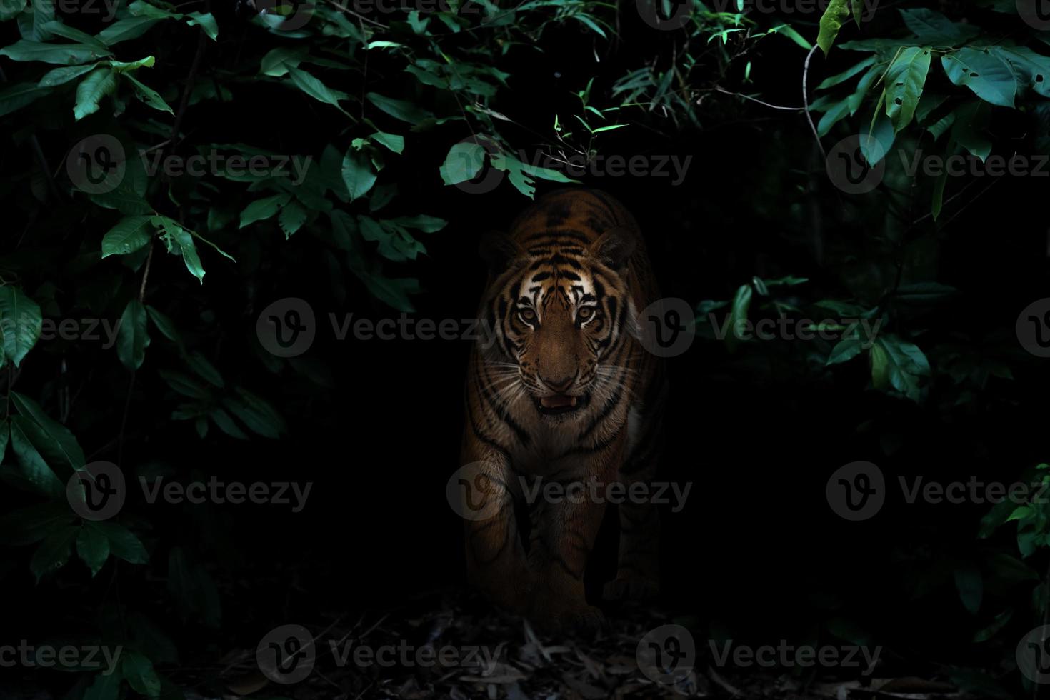 Tiger im tropischen Regenwald bei Nacht foto