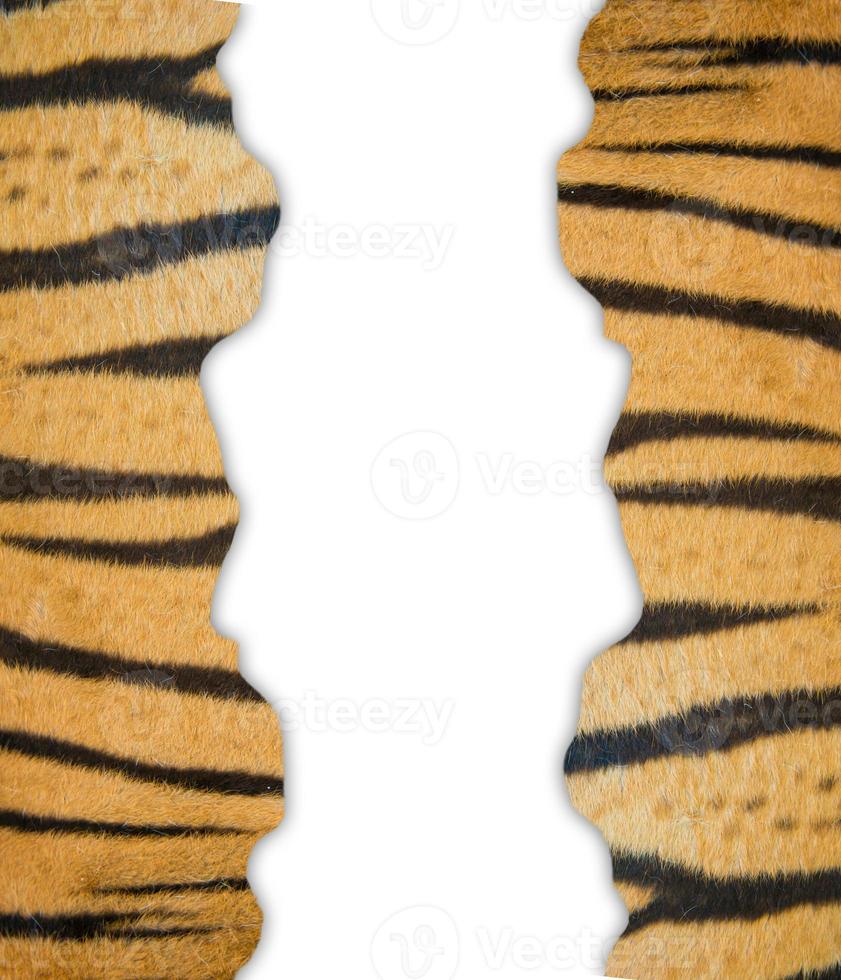 Tigerfell auf weißem Hintergrund foto