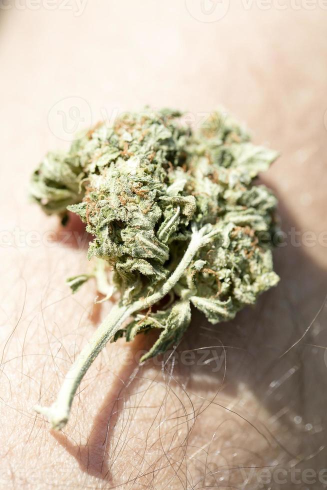 Medizinische Marihuana-Knospen Nahaufnahme Hintergrund Rauchen von Unkraut foto