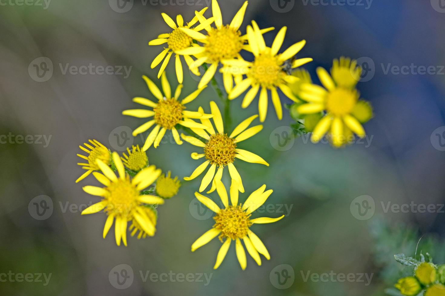 wilder gelber stern blume makro fünfzig megapixel moderne digitale plakate schöne grafik jacobaeae viscosa familie asteraceae foto