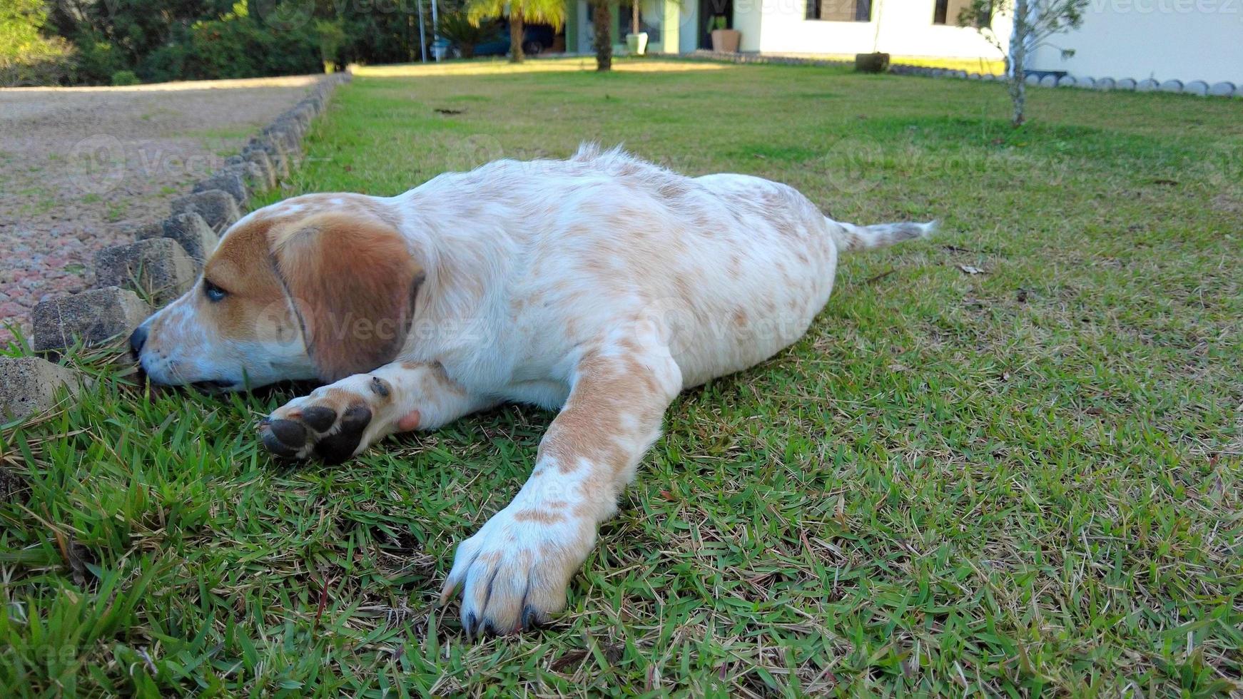 ein Foto von einem Hund in einem Garten