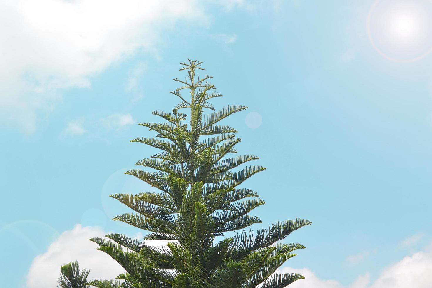 Weihnachtsbaum auf einem bewölkten Hintergrund des blauen Himmels foto