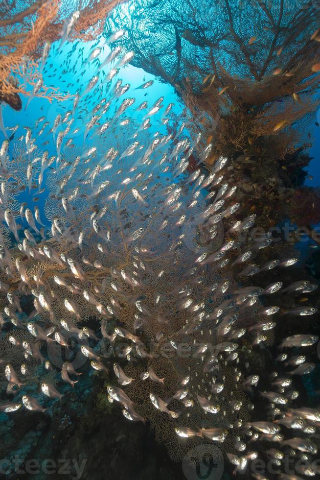Seefächer und Glasfische im Roten Meer. foto